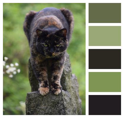 Tortoiseshell Cat Animal Cat Image